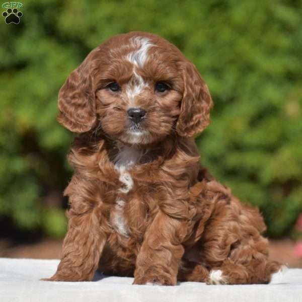 Jess, Cavapoo Puppy